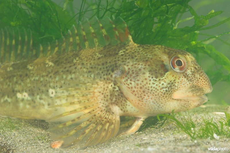 Steenslijmvis