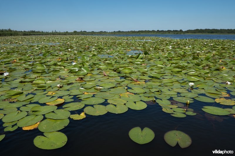 Naardermeer