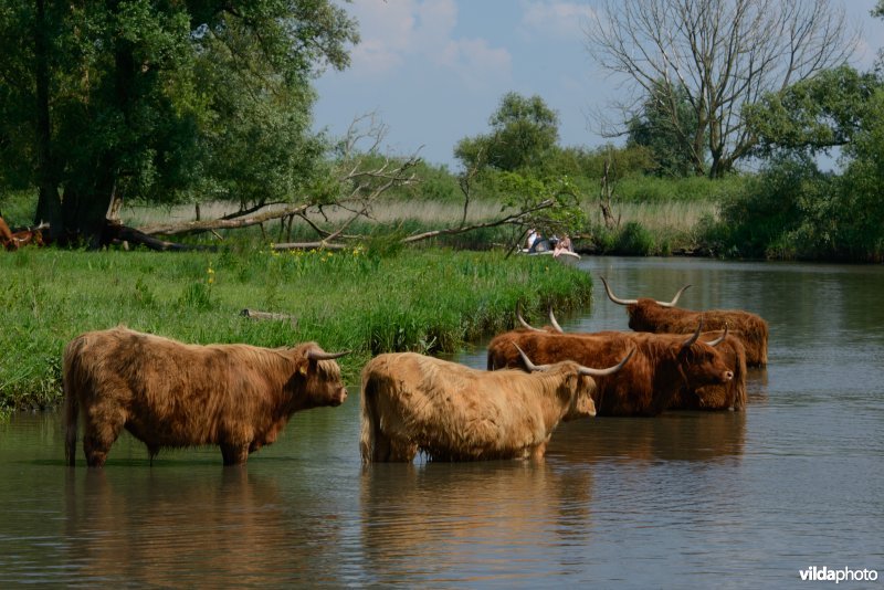 Schotse hooglanders zoeken verkoeling