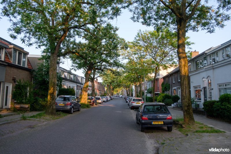 Robinia in straatbeeld, Nijmegen