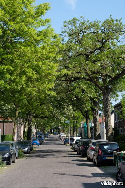 Robinia in straatbeeld, Nijmegen