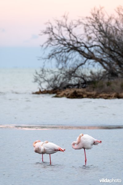 Flamingos in de Camargue