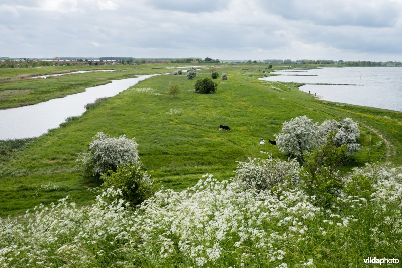 Fluitekruid in de uiterwaarden, Culemborg