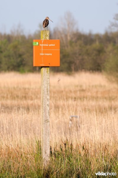 Watersnip op bordje in natuurgebied