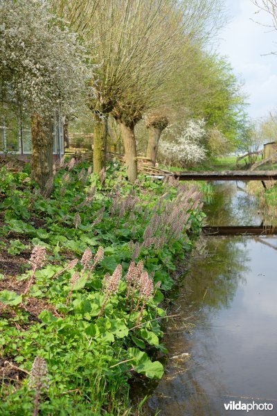 Knotwilgen langs een poldersloot