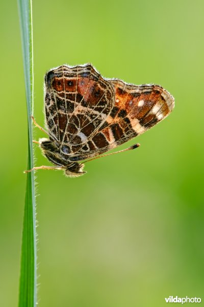 Landkaartje