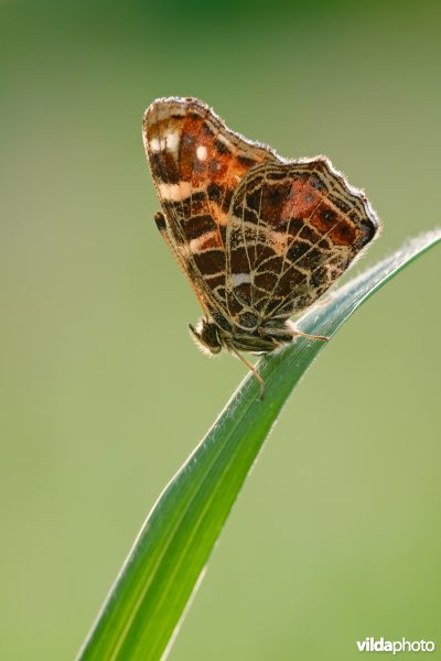 Landkaartje