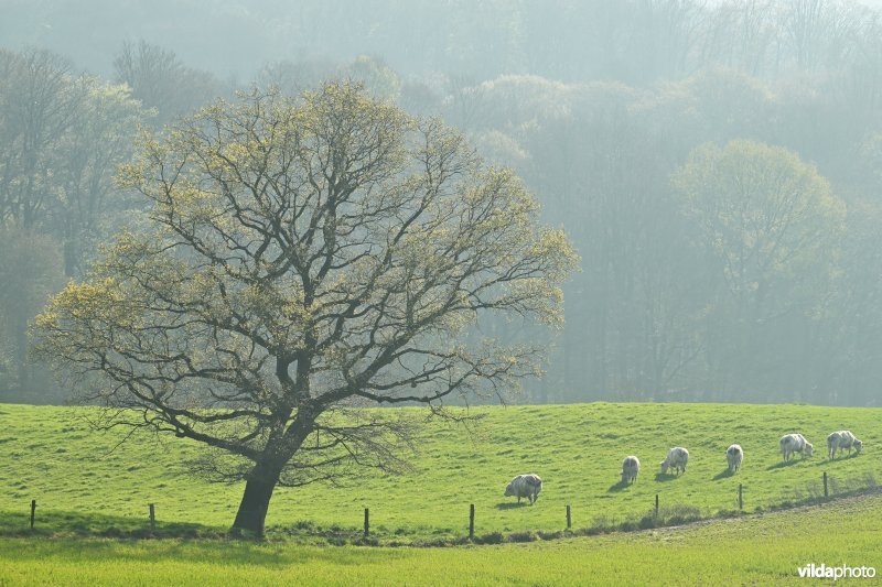 Kanarieberg en Sint-Pieterbos