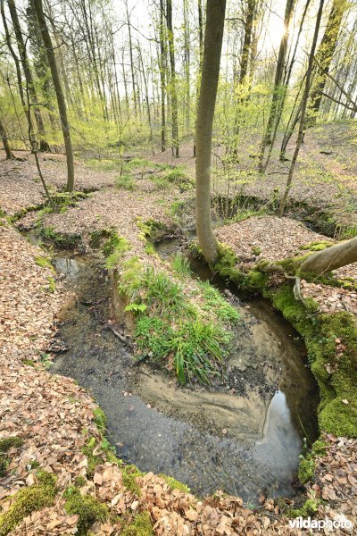 Dorenbosbeek