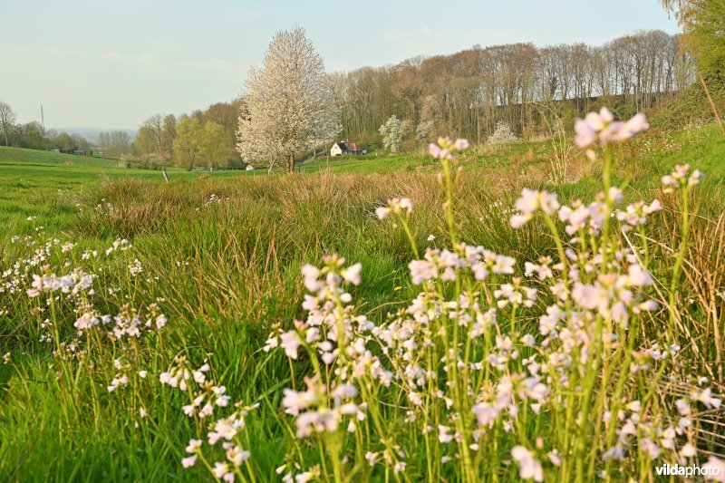 Pinksterbloemen op de Oude Kwaremont