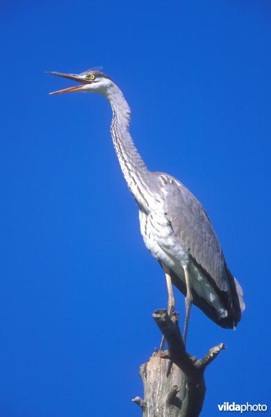 Blauwe reiger