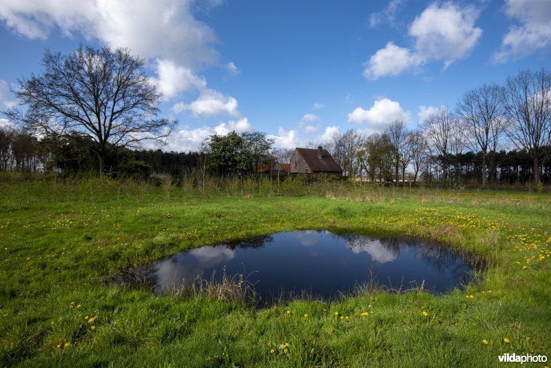 poel op open plek in recente bosaanplant binnen het Provinciaal natuurdomein Hospicebossen