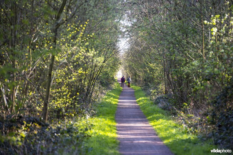 wandelaars in het Provinciaal natuurdomein Hospicebossen