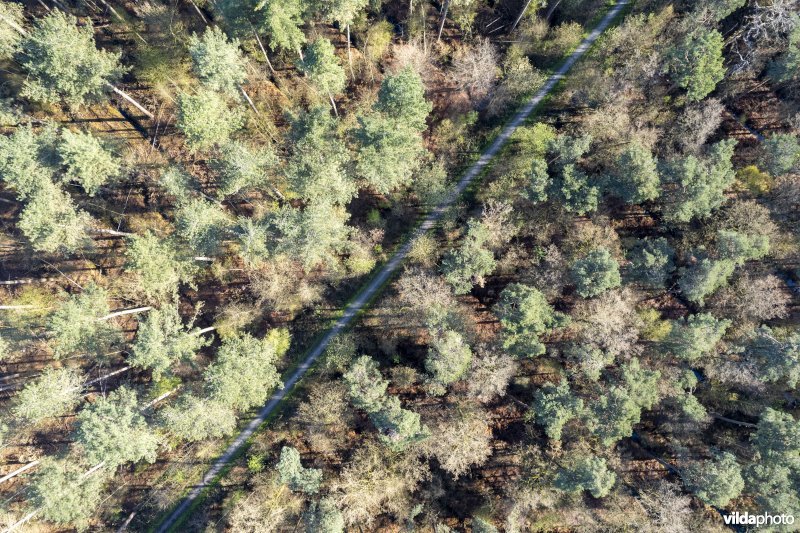 luchtfoto van de Langedreef door het Provinciaal natuurdomein Hospicebossen