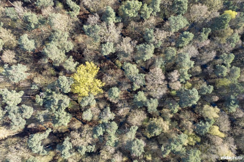 luchtfoto van het Provinciaal natuurdomein Hospicebossen