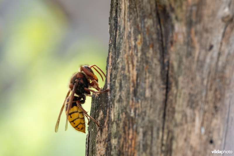Hoornaar verzamelt nestmateriaal
