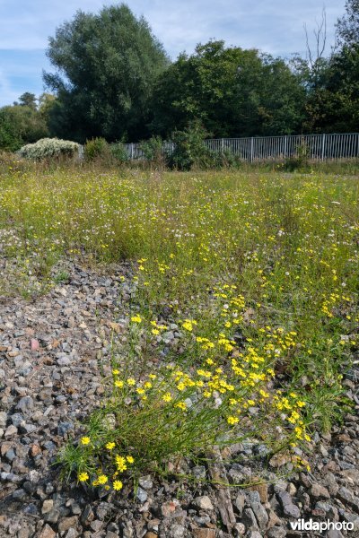 Exoten op een verlaten spoorwegterrein