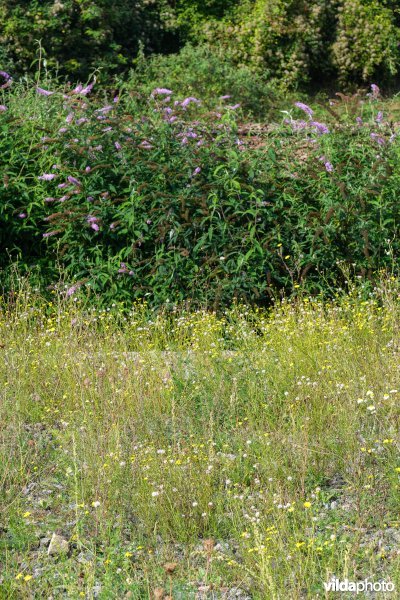 Exoten op een verlaten spoorwegterrein