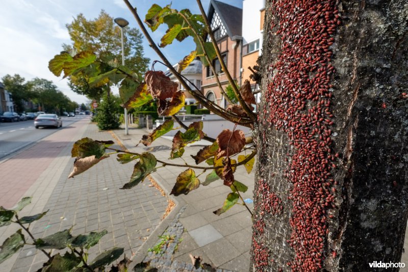 Massale groep Lindenspitskoppen