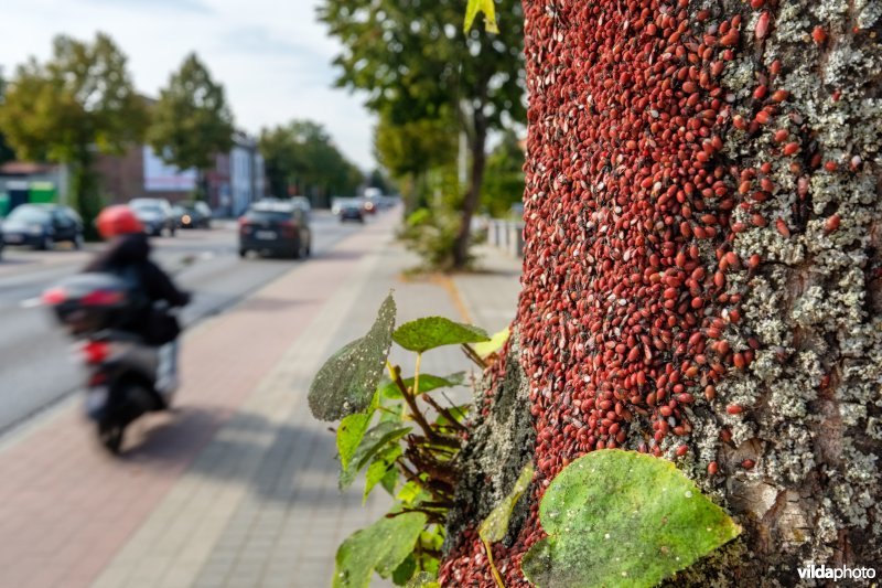 Massale groep Lindenspitskoppen