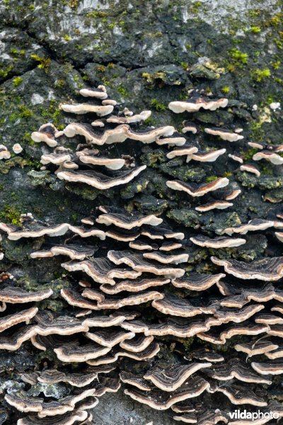 Paddenstoelen op een dode beuk