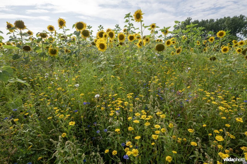 Zonnebloem