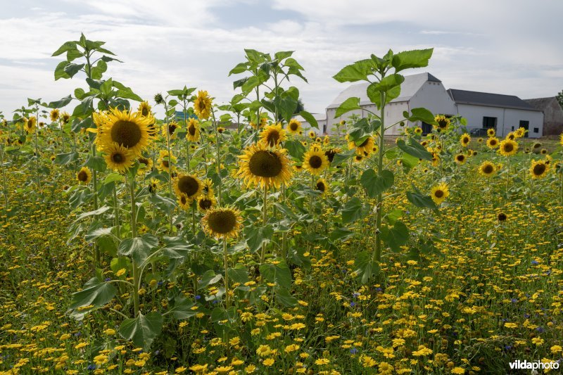 Zonnebloem
