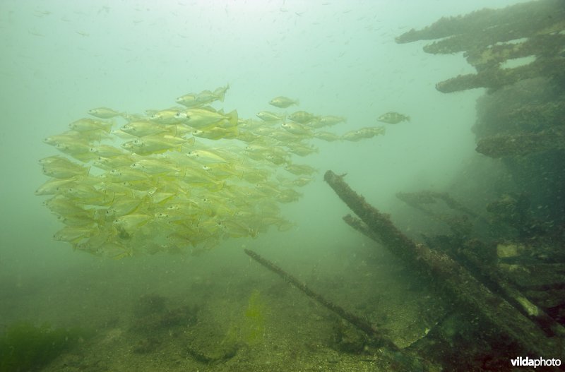 Steenbolk op een scheepswrak, Fleur de Lys