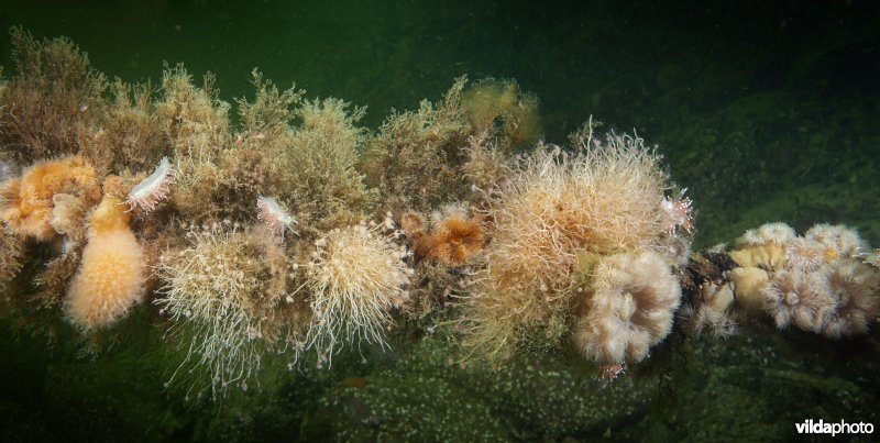 Slanke waaierslak in een onderwaterlandschapje