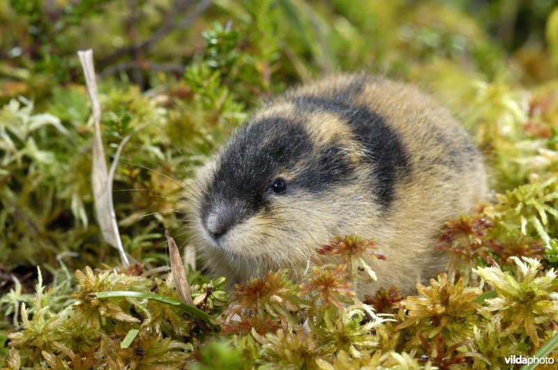 Lemming