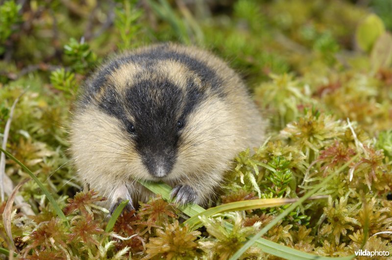 Lemming