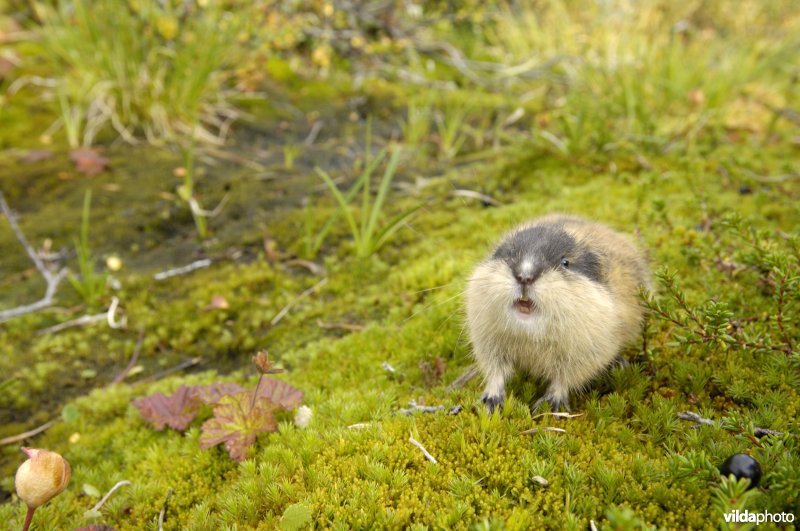 Lemming op Rondane, Noorwegen