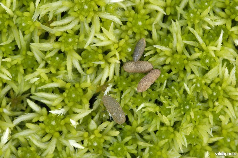 Lemmingkeutels