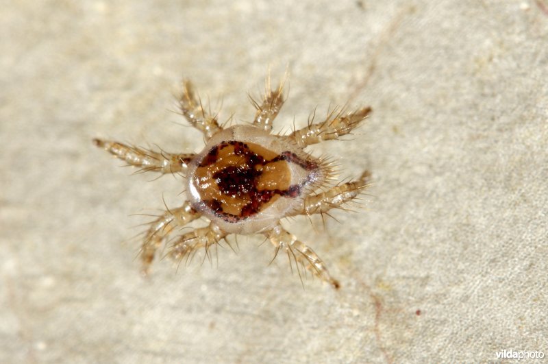Parasitaire mijt op vleugel van watervleermuis