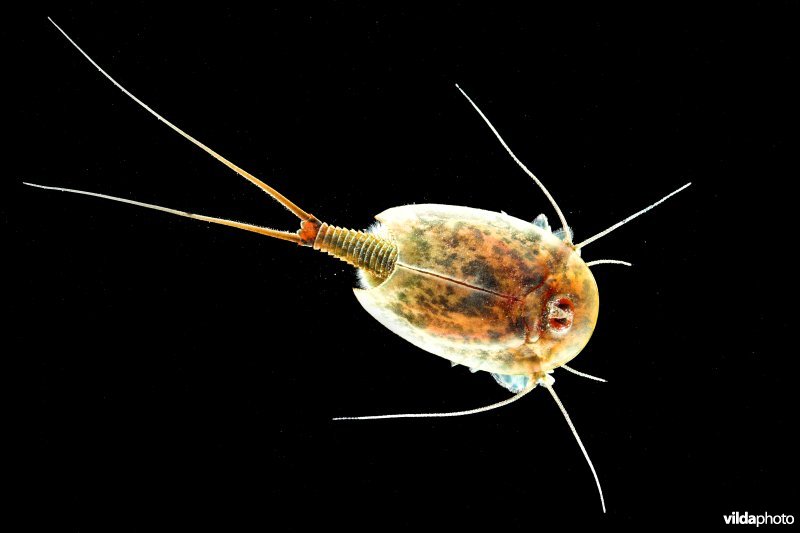 Triops