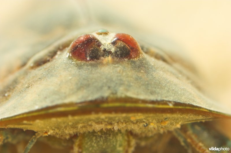 Triops