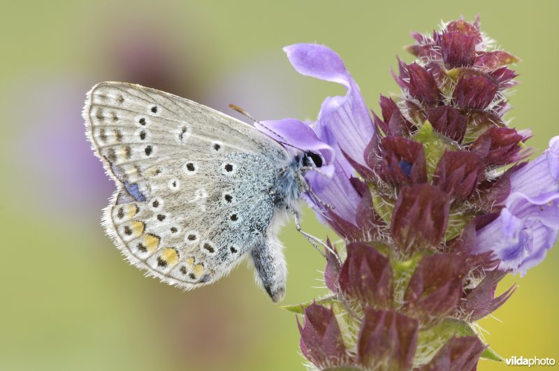 Icarusblauwtje op brunel