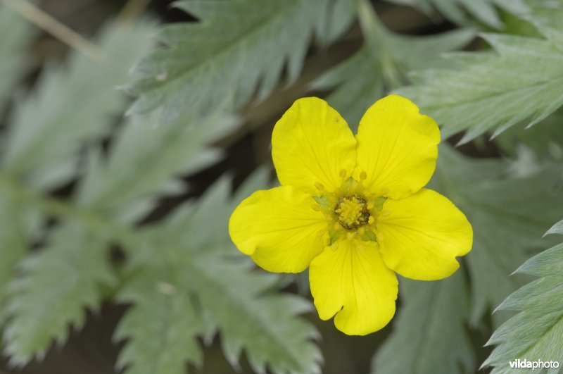 Bloem van zilverschoon