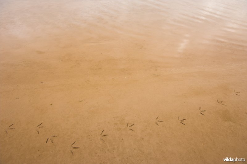 Pootafdrukken in de modder