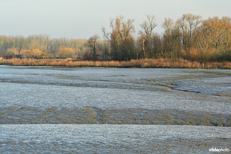 Groot Schoor in Hamme (R)