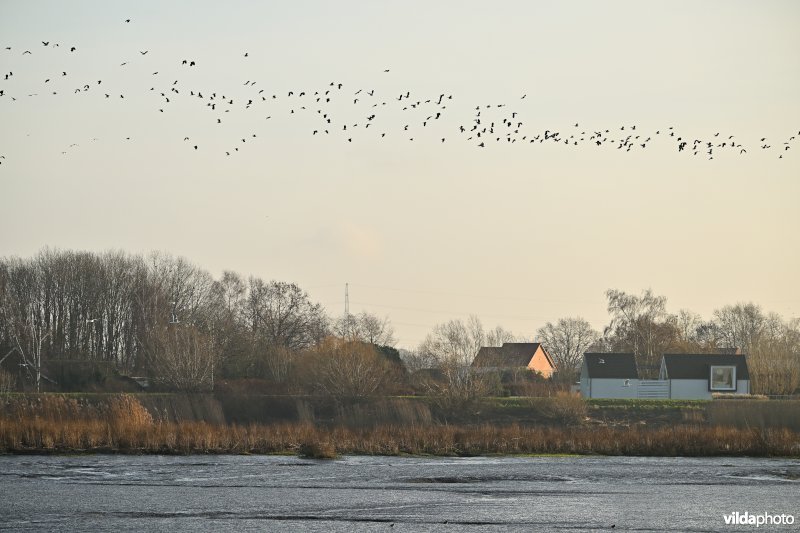 Groot Schoor in Hamme