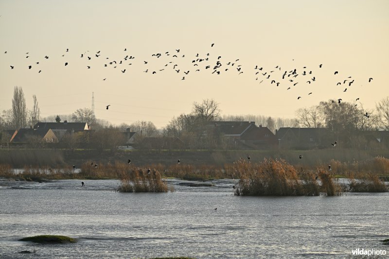 Groot Schoor in Hamme