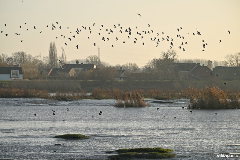 Groot Schoor in Hamme