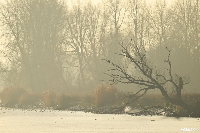 Schelde aan het Groot Schoor in Hamme