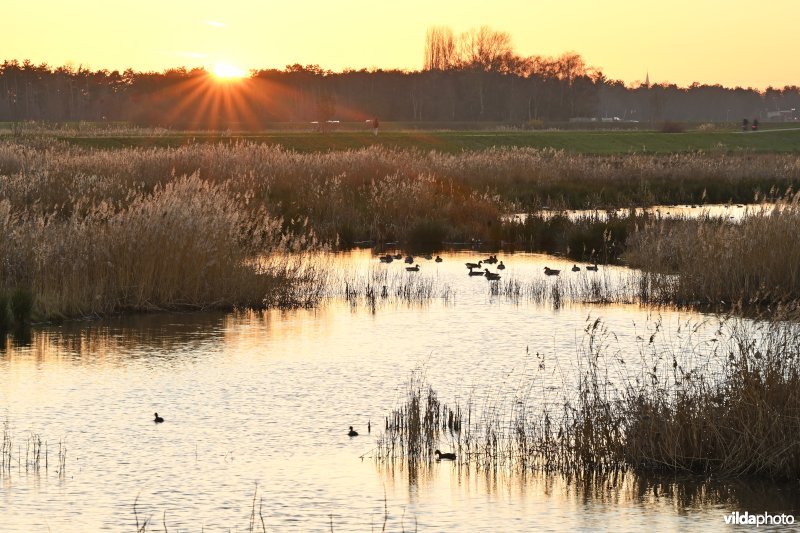 Polder van Lier