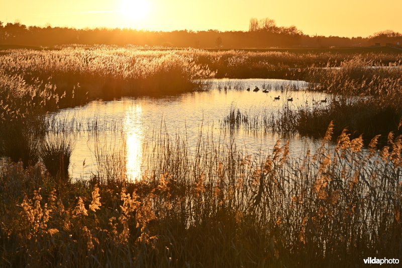 Polder van Lier