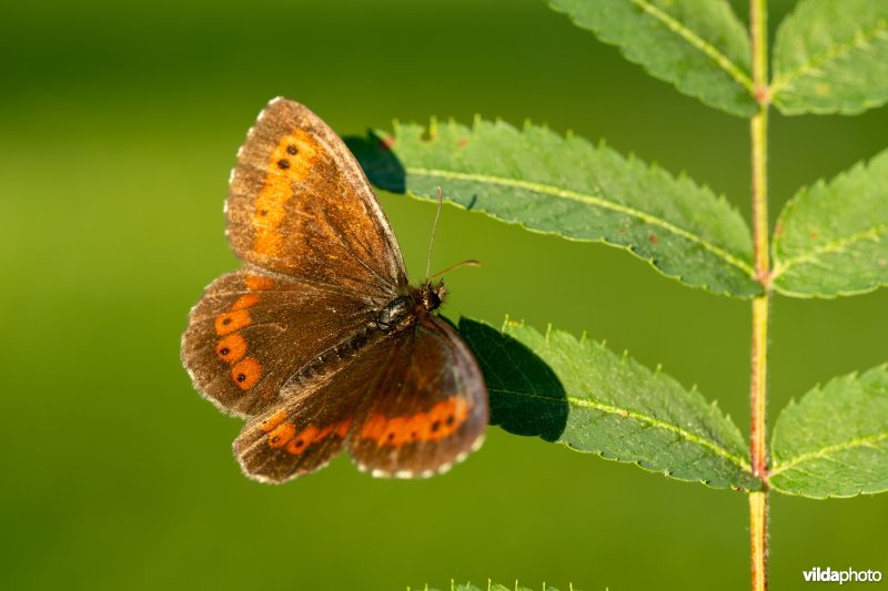 Boserebia