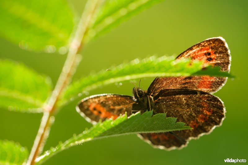 Boserebia