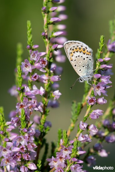 Vals heideblauwtje