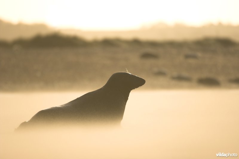 Zeehond in zandstorm